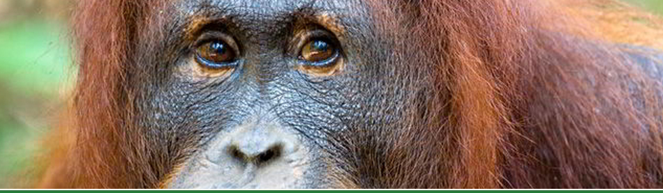 Ruta Orangutanes de Borneo I