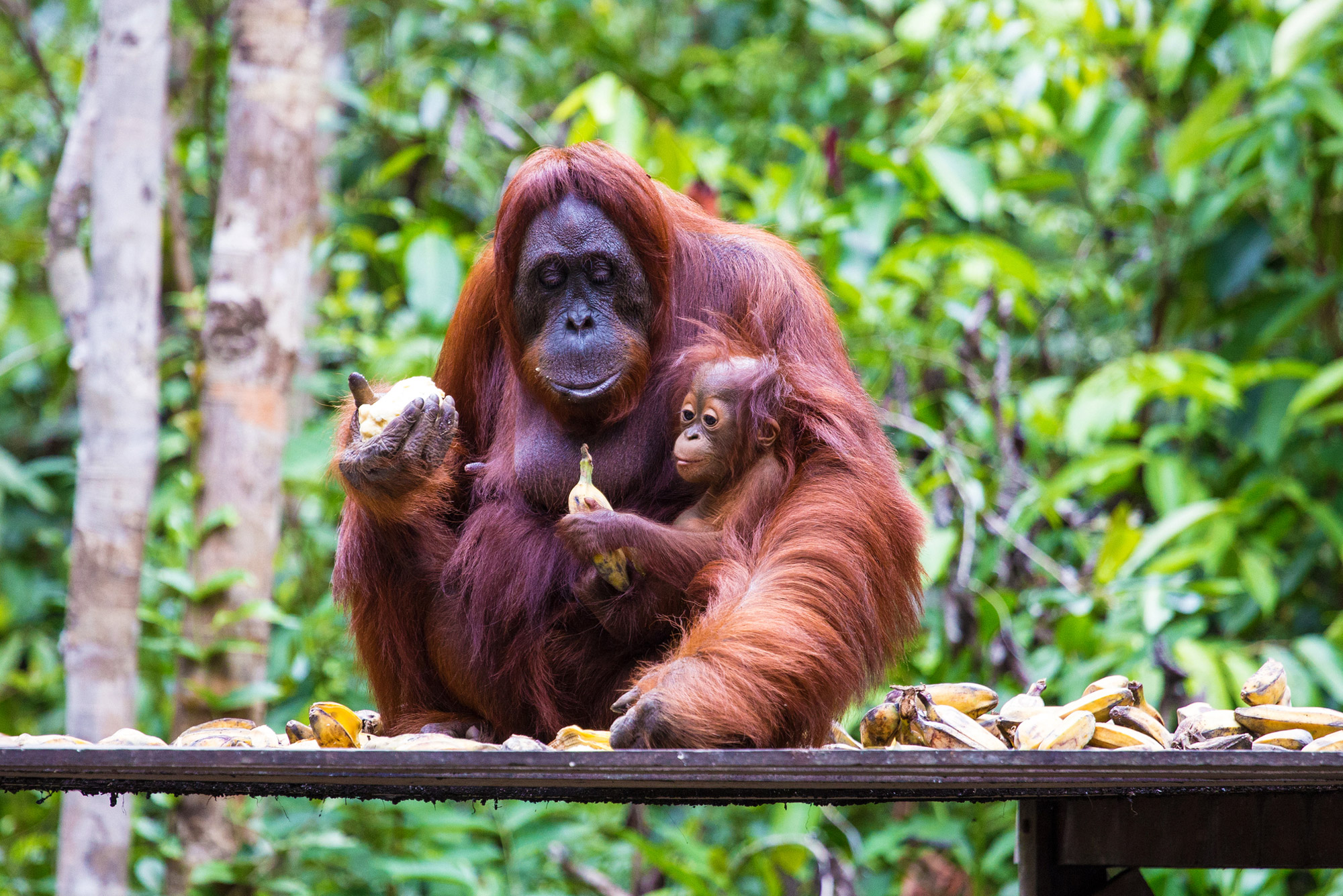 Orangutan en Indonesia